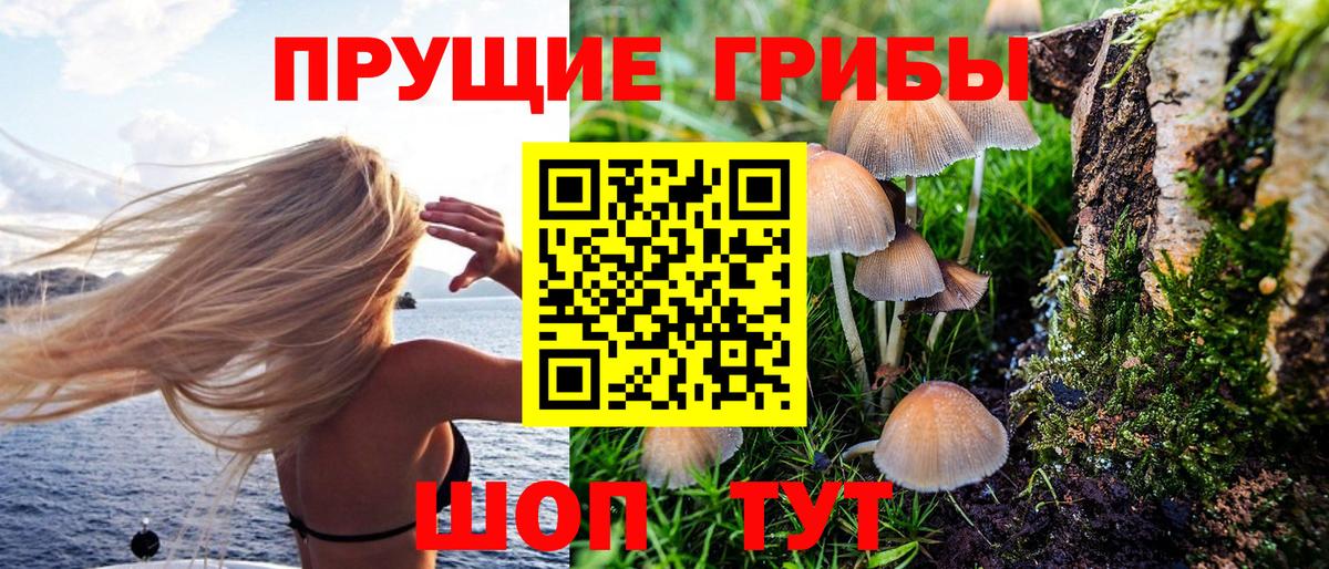 Бор  Галлюциногенные грибы Psilocybine cubensis  Галлюциногенные грибы мухоморы  Вход с VPN 